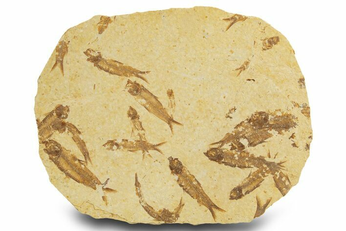 Fossil Fish (Knightia) Mortality Plate - Wyoming #327754